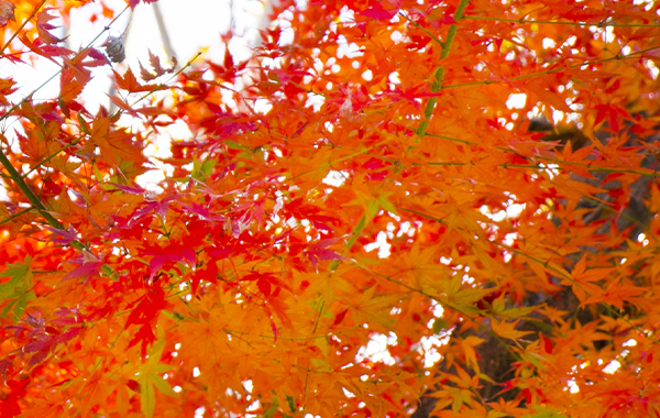 秋の紅葉は松茸に譲らない風雅な景色を楽しめます